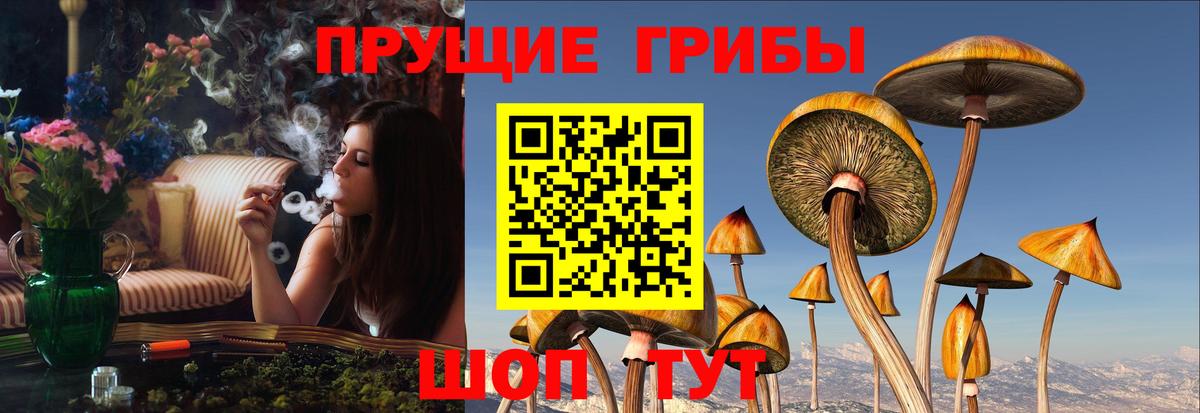 Псилоцибиновые грибы Psilocybine cubensis Волоколамск
